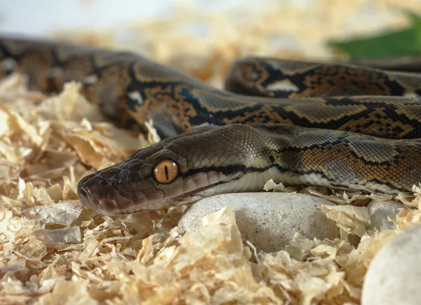 Python φίδι — Φωτογραφία Αρχείου