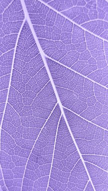 Yaprak yapısı arka planının 2022 'nin trend renginde makro kapanışı çok peri. 