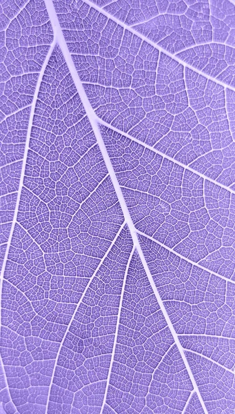 Yaprak yapısı arka planının 2022 'nin trend renginde makro kapanışı çok peri. 