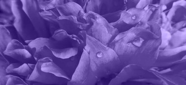 Peony blooming flower with water drops texture background in pantone trend color of 2022 very peri