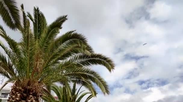 椰子树的底部视图 蓝天背景上的绿色棕榈树 棕榈树映衬天空 热带岛屿上的海滩 阳光下的棕榈树 — 图库视频影像