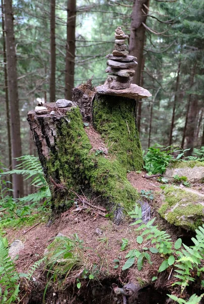 Dřevo Lesích Rakouských Alp Létě — Stock fotografie