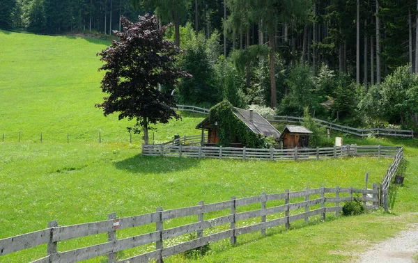 Cerca Madeira Entre Floresta Prado Nas Montanhas Áustria — Fotografia de Stock