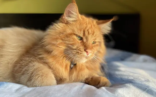 Chat Rouge Maine Coon Couché Sur Lit Jour — Photo