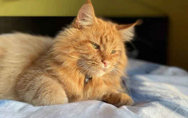 Червоний Котячий Кун Лежить Ліжку Вдень — стокове фото