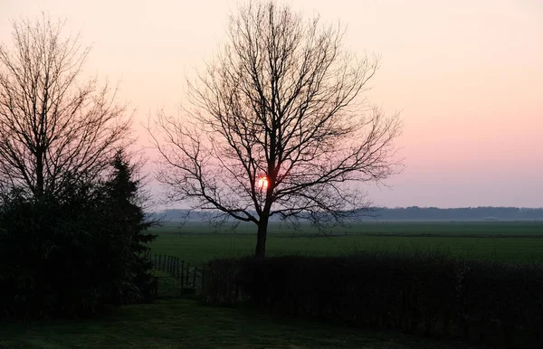 春天的黄昏穿过草地上的一棵树 — 图库照片