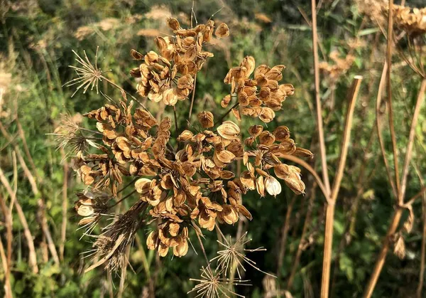 Cibo Sano Trovato Natura Pronto Mangiare Nei Paesi Bassi — Foto Stock