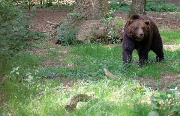 Медведь ходить в поисках пищи в лесу — стоковое фото
