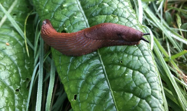 Brown slug on a green leave in the grass — Stock Photo, Image