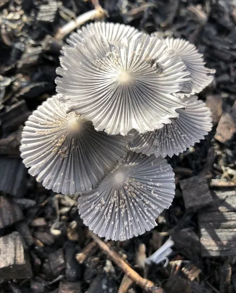 Cogumelos brancos congelados no chão no inverno — Fotografia de Stock