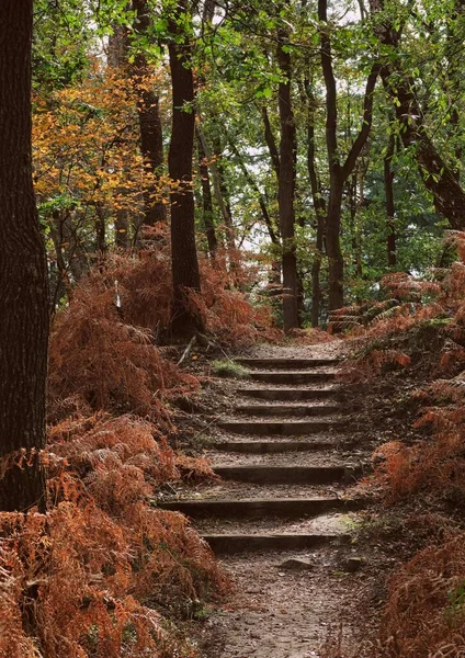 Bosque holandés en otoño naturaleza bosque luz del día —  Fotos de Stock