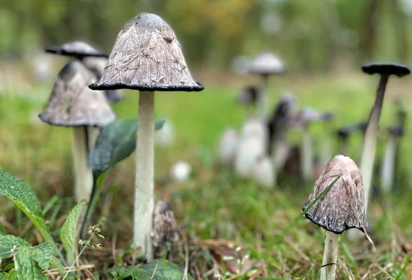 Witte champignons met zwarte inkt close-up in het bos — Stockfoto
