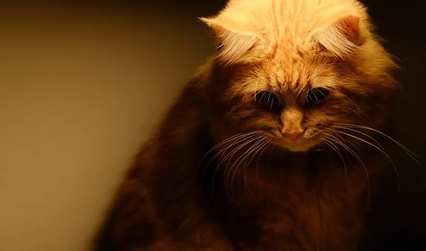 Kırmızı Rakun Kedi Bir Odada Lambanın Altına Yaklaş — Stok fotoğraf