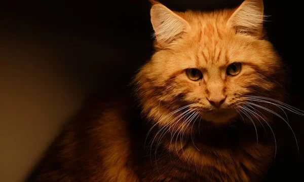 Kırmızı Rakun Kedi Bir Odada Lambanın Altına Yaklaş — Stok fotoğraf