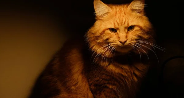 部屋の中のランプの下に赤いメイン カヌーの猫が — ストック写真