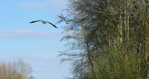 Dua Burung Terbang Atas Sungai Melawan Langit Biru Netherlands — Stok Foto