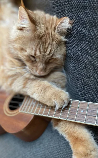 Macska Játszik Egy Ukelele Gitár Egy Padon Amszterdam — Stock Fotó