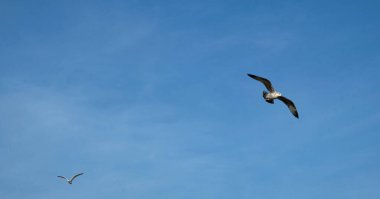 Hollanda 'da bulutsuz mavi gökyüzündeki kuş