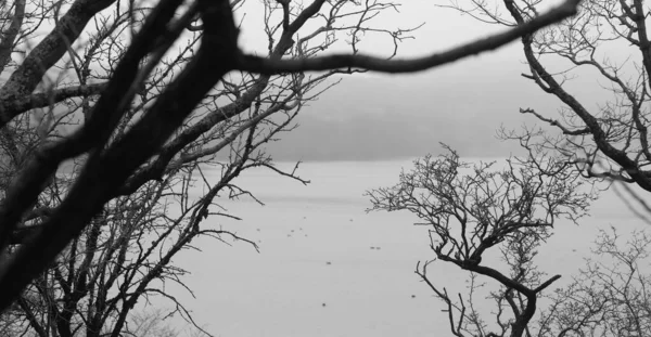 Вид Озеро Через Гілочки Дерева Тумані Амстердамі — стокове фото