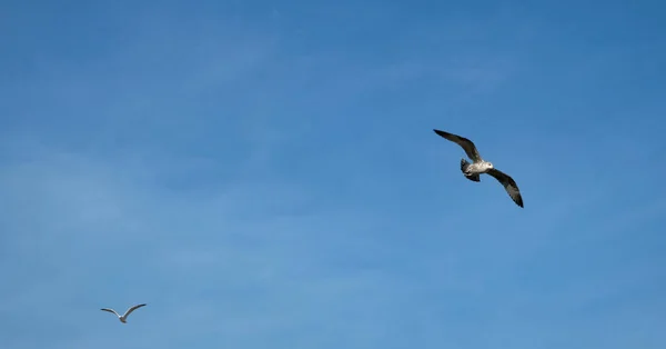 Pássaro Céu Azul Sem Nuvens Nas Terras Baixas — Fotografia de Stock