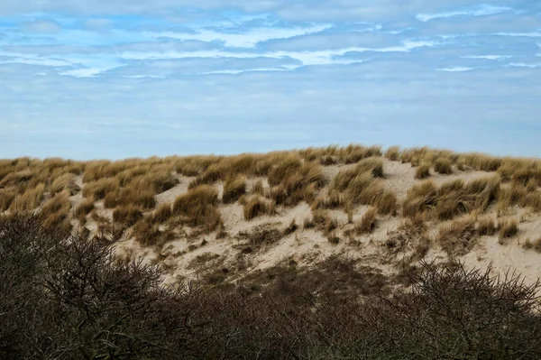 在内陆靠近阿姆斯特丹的沙丘中漫步 — 图库照片