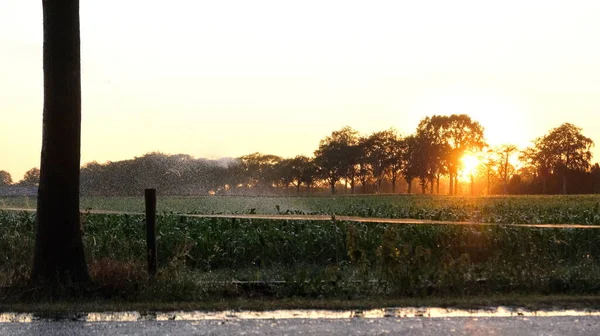 Irrigazione Campi Agricoli Tramonto Mongolfiera Acqua Alberi Paesi Bassi — Foto Stock