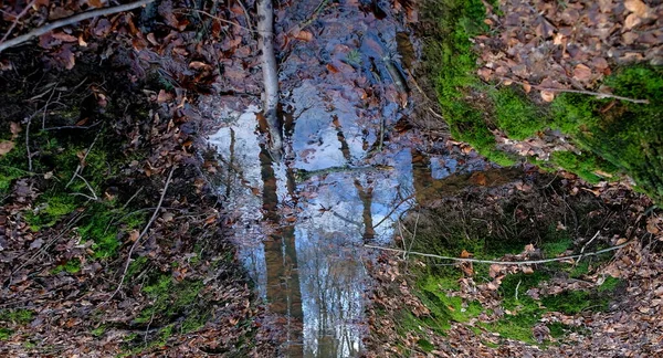 Stromy Voda Listí Holandských Lesích Podzim Podzemí — Stock fotografie