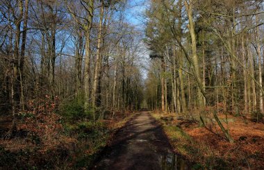 Hollanda 'da sonbaharda Hollanda ormanlarında ağaçlar, su ve yapraklar