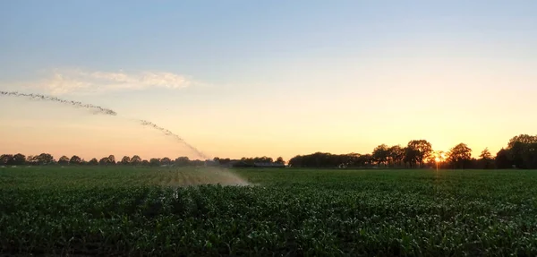 Pola farmy nawadniania zachód słońca balon drzewa wodne — Zdjęcie stockowe