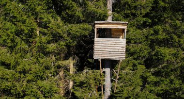 Kuş gözlemcileri, Avustralya 'da kışın karlı bir arazide ağaçların tepesindeki kulübede yaşarlar.