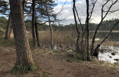 Amsterdam 'da bir gölün kıyısında bir ağacın altında bank.