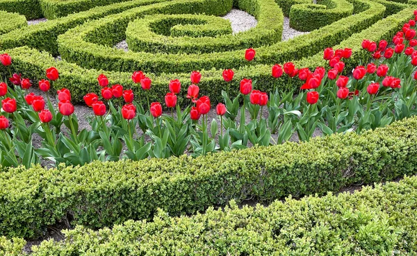 Dutch Tulips Big Garden Amsterdam Netherlands — Zdjęcie stockowe