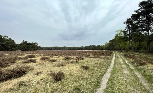 Dutch landscape on a cloudy day in spring — Foto Stock