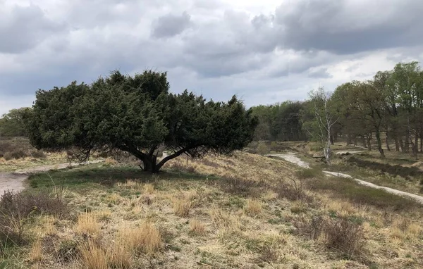 Hollanda manzarası baharda bulutlu bir günde