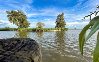 Hollanda 'nın mavi gökyüzü ile yazın fundalık ve ağaçlar