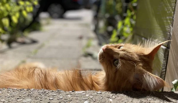 Rotes Männchen Liegt Auf Dem Gehweg Und Blickt Zurück — Stockfoto