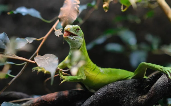 Gecko Větev Podívá Kamery Zoo Amsterdamu — Stock fotografie