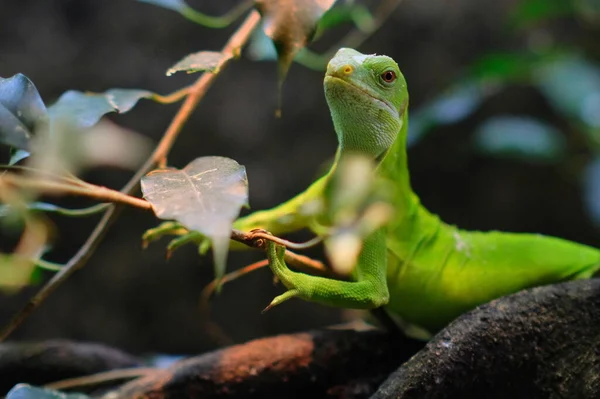 Gecko Gałęzi Patrzy Kamerę Zoo Amsterdamie — Zdjęcie stockowe