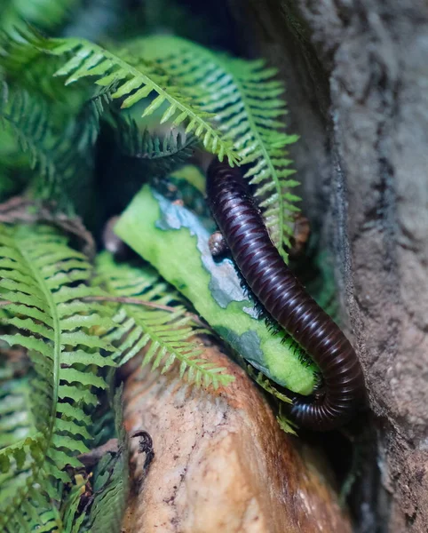 Centipede Leaf Display Amsterdam Zoo Netherlands — Stock Photo, Image