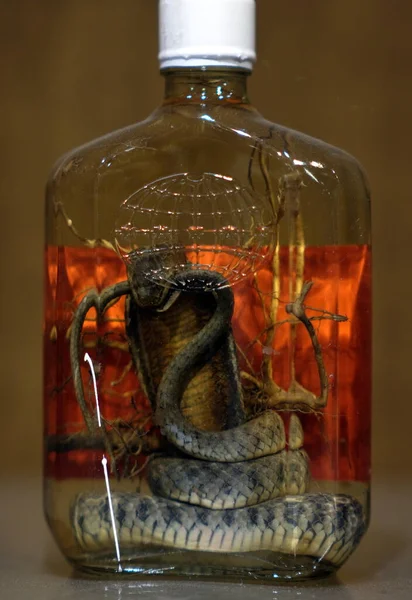 Uma Cobra Água Forte Uma Garrafa Museu — Fotografia de Stock