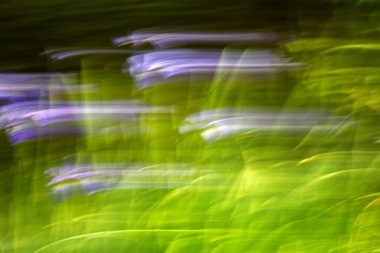 soyut Hareket Bulanıklığı etkisini çiçekler