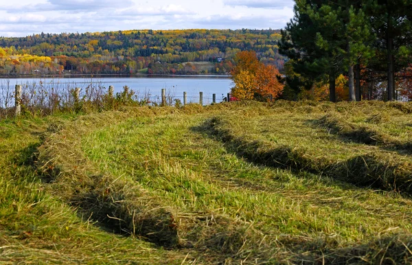 Hooi rijen kleuren herfst — Stockfoto