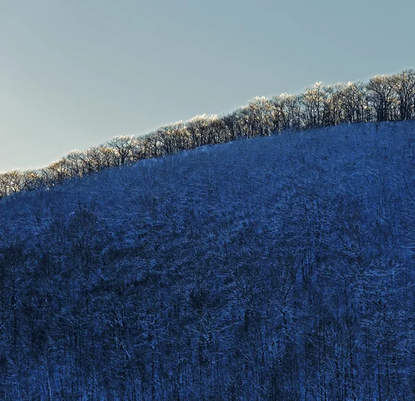 Winter Blue Sky Trees — Stock Photo, Image