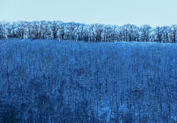 Inverno Blue Trees Cielo — Foto Stock