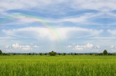 Çeltik alan ve gökkuşağı