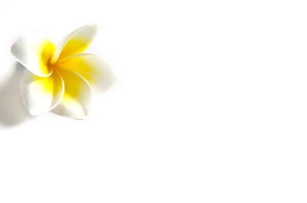 Frangipani freschi — Foto Stock