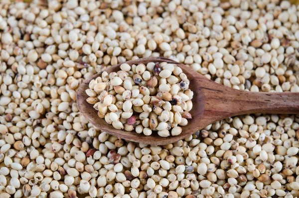 Millet grains — Stock Photo, Image