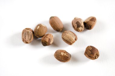 Kırmızı lotus tohum