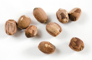 Kuru lotus tohumları