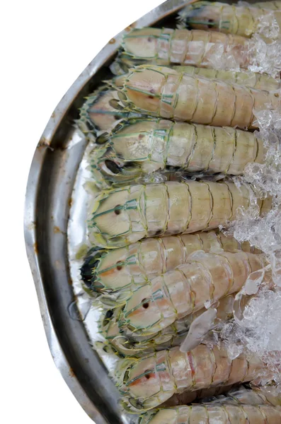 Mantis shrimp on white — Stock Photo, Image